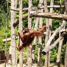 Apenheul en Van Vliet delen passie voor natuur Apenheul en Van Vliet delen passie voor natuur