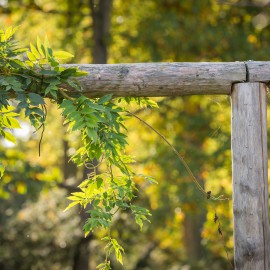 Kastanjehouten palen Kastanjehouten palen