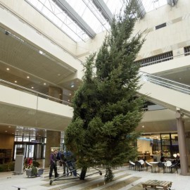 Kerstboom voor de Tweede Kamer