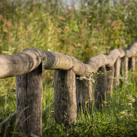 Kastanjehouten schapenhek in de gemeente Utrecht Kastanjehouten schapenhek in de gemeente Utrecht