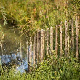 Kastanjehouten schapenhek in de gemeente Utrecht Kastanjehouten schapenhek in de gemeente Utrecht