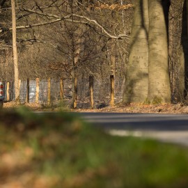 Dassengaas tegen scherpe klauwen Dassengaas tegen scherpe klauwen