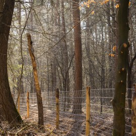 Dassengaas tegen scherpe klauwen Dassengaas tegen scherpe klauwen