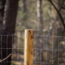 Dassengaas tegen scherpe klauwen Dassengaas tegen scherpe klauwen