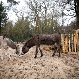 Van Vliet Duurzaamhout - De ezelsociëteit Van Vliet Duurzaamhout - De ezelsociëteit