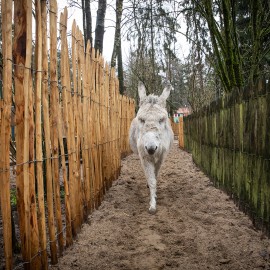Van Vliet Duurzaamhout - De ezelsociëteit