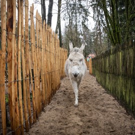Van Vliet Duurzaamhout - De ezelsociëteit Van Vliet Duurzaamhout - De ezelsociëteit